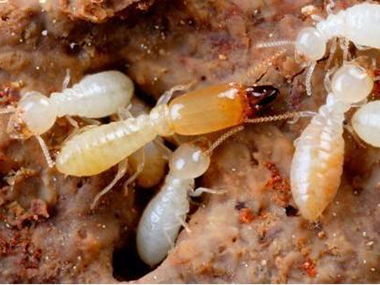白蚁越来越凶猛，有什么好办法？