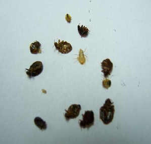 佛山南海白蚁消杀除四害:怎么辨别家里有没有臭虫?