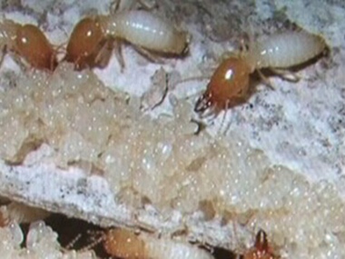 佛山南海白蚁防治提醒您：防治白蚁需留意的事项