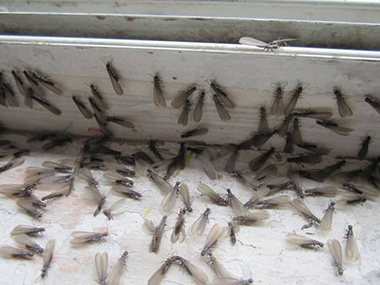 夏天白蚁繁殖期，要怎么消灭呢？
