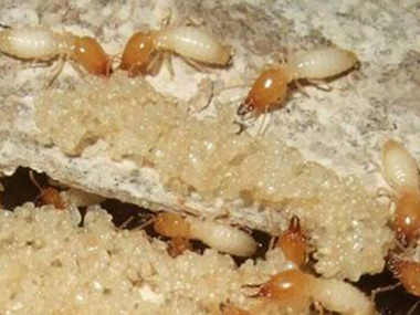南海白蚁防治公司白蚁的生活习性是什么