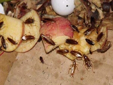 被蟑螂碰过的食物为什么不能吃