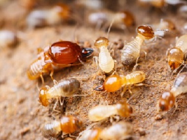 桂城除白蚁公司有什么方法防治花卉里的白蚁