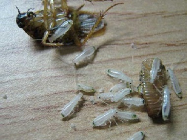南海虫害消杀中心蟑螂真的杀不死、灭不绝吗？