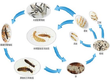 罗村治白蚁公司——白蚁有哪些生活习性?