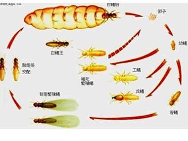 狮山消杀除白蚁中心怎样灭治隐蔽的白蚁危害