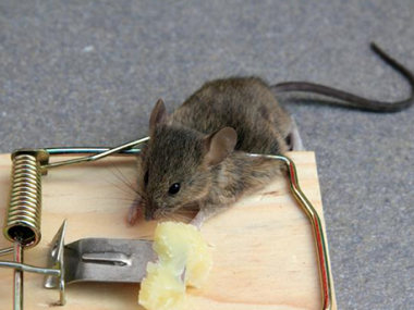 佛山病媒生物防制中心如何布置捕鼠笼灭鼠工具