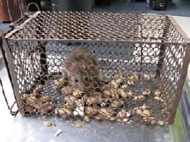 南海灭鼠杀虫公司如何找到进入室内的老鼠