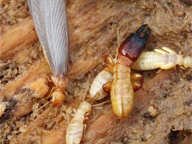 丹灶白蚁预防所为什么白蚁药却不能消灭白蚁
