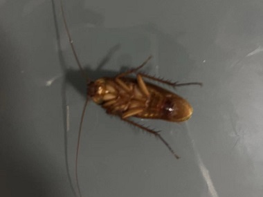 盐步病媒生物消杀站:怎样消灭家里的蟑螂
