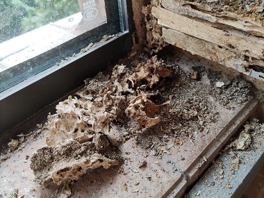 黄岐验收白蚁站：高层住宅就不会有白蚁吗？