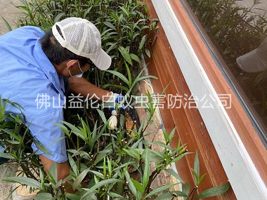 平洲园林绿化灭治白蚁工程